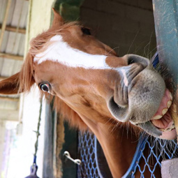 horse's head