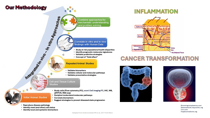 Dr. Oskeritzian's lab work methodologies