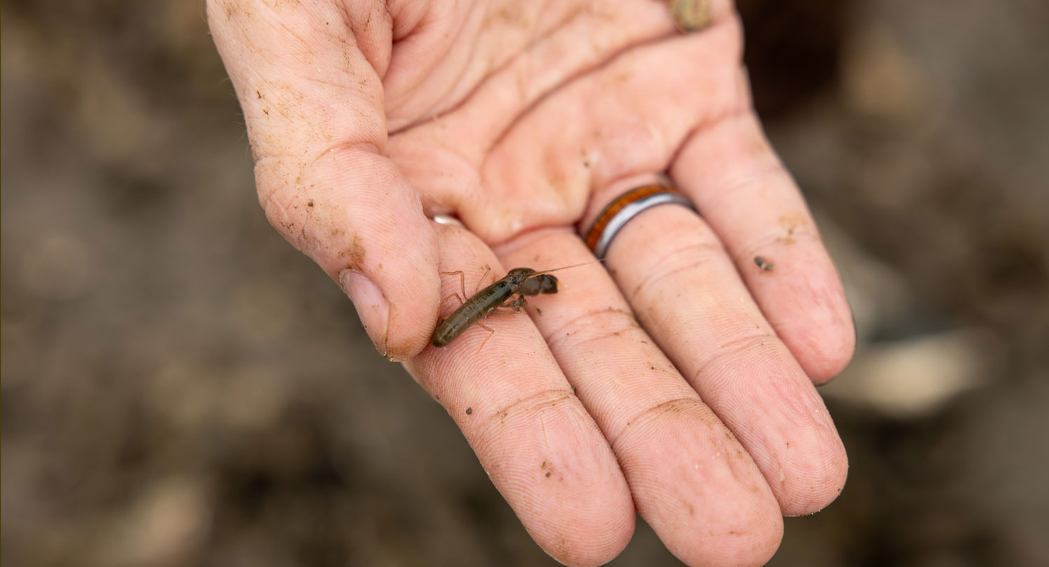 Hand holding small brown shrimp