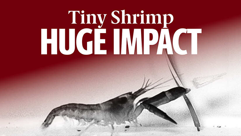 Black and white photo of shrimp creating shockwave under the text, 'Tiny Shrimp Huge Impact.'