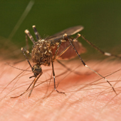 Mosquito